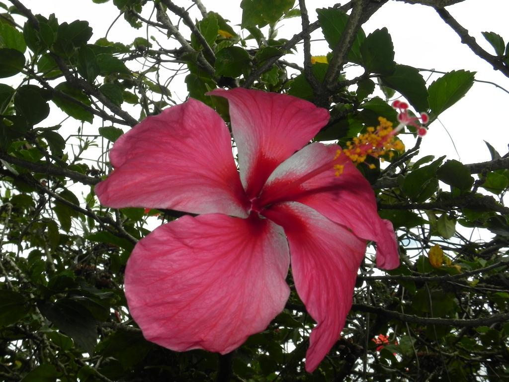 Fare Arana Moorea Guesthouse Atiha エクステリア 写真